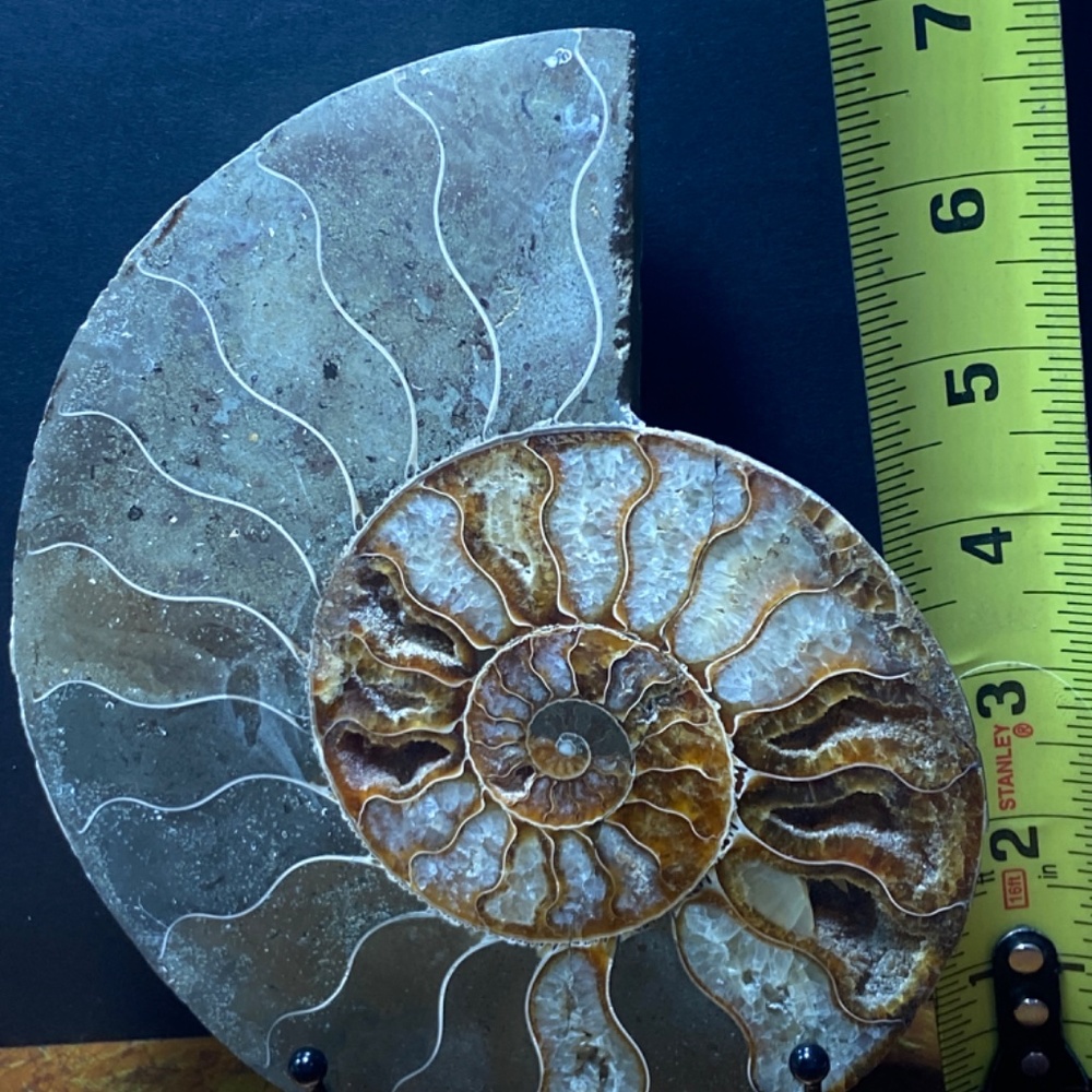 Ammonite fossil slice 577 g = 1.29 lbs 7"x6"  natural fossil healing - Picture 2 of 7